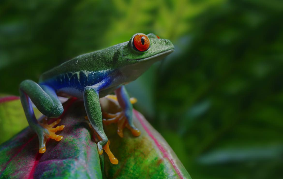 Frog on Plant Frog on Plant